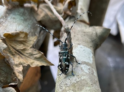 Asian Longhorned Beetle 