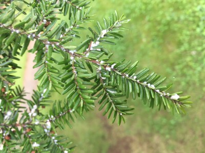 Hemlock woolly adelgid on hemlock in Virginia