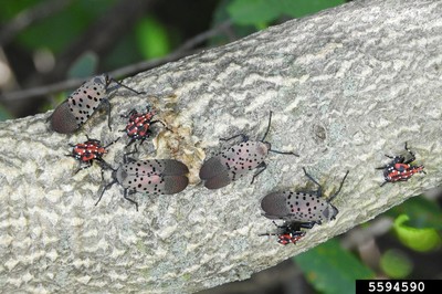 Spotted lanternfly 