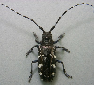 Asian Longhorned Beetle