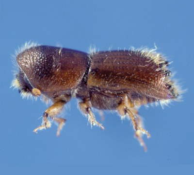 Ips Bark Beetles