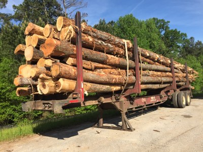 Timber Taxes and Carbon Markets