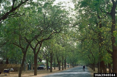 Urban Forests