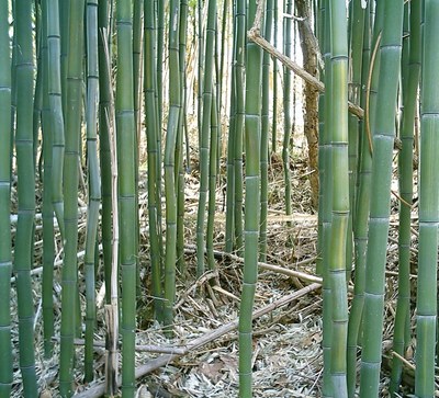 Bamboo