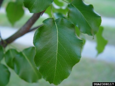 Callery pear