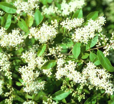 Chinese Privet